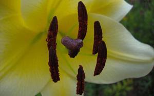 羅旭萍