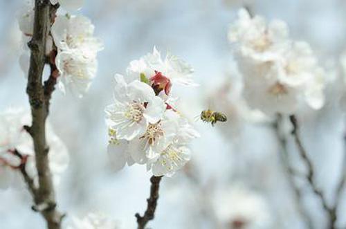 必贏亞洲指導(dǎo)規(guī)則
