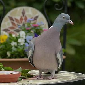 梁金華