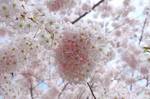 藺鳳琴