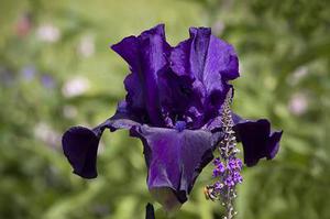 櫻子花