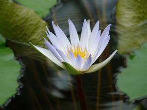 清依蘭草