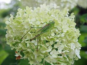 控股減肥