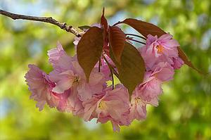 蝶舞花殤